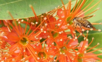 bees combretum constrictum v4