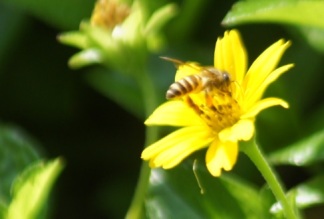 creeping daisy bee