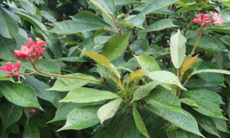 jatropha plant