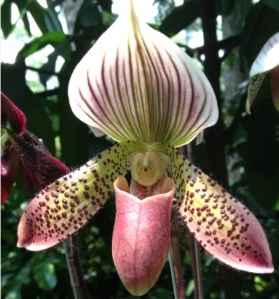 slipper orchid paphiopedilum