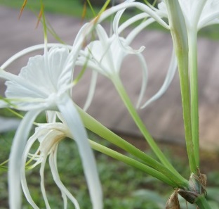 spider lily 5