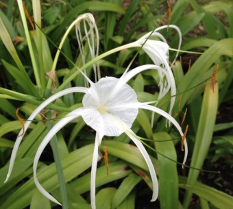 spider lily1