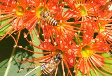 Oriental honeybee 11
