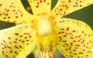 vanda orchid 3